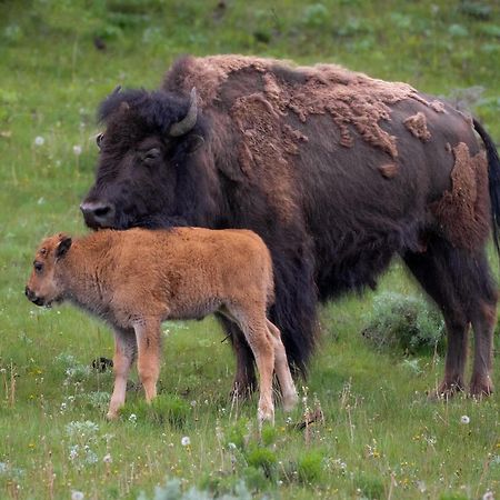 Let'S Go ! Fisherman, Families, Pools One Minute From Your Door, Comfort, Location Perfect, Amenity-Rich, Pup Friendly, Discover An Exceptional Wyoming Stay, Thermopolis River Walk Home At Hot Springs State Park, 'Where Families And Fisherman Stay' Екстериор снимка