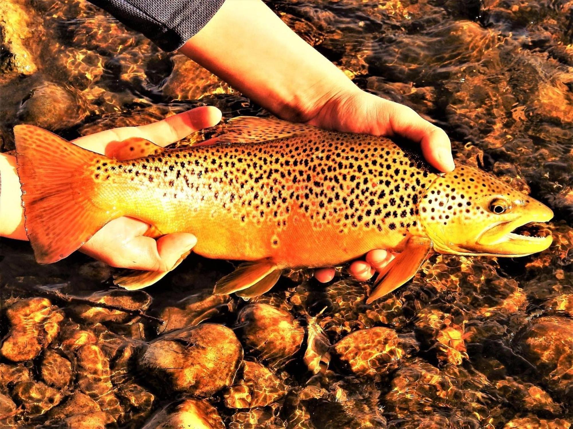 Let'S Go ! Fisherman, Families, Pools One Minute From Your Door, Comfort, Location Perfect, Amenity-Rich, Pup Friendly, Discover An Exceptional Wyoming Stay, Thermopolis River Walk Home At Hot Springs State Park, 'Where Families And Fisherman Stay' Екстериор снимка