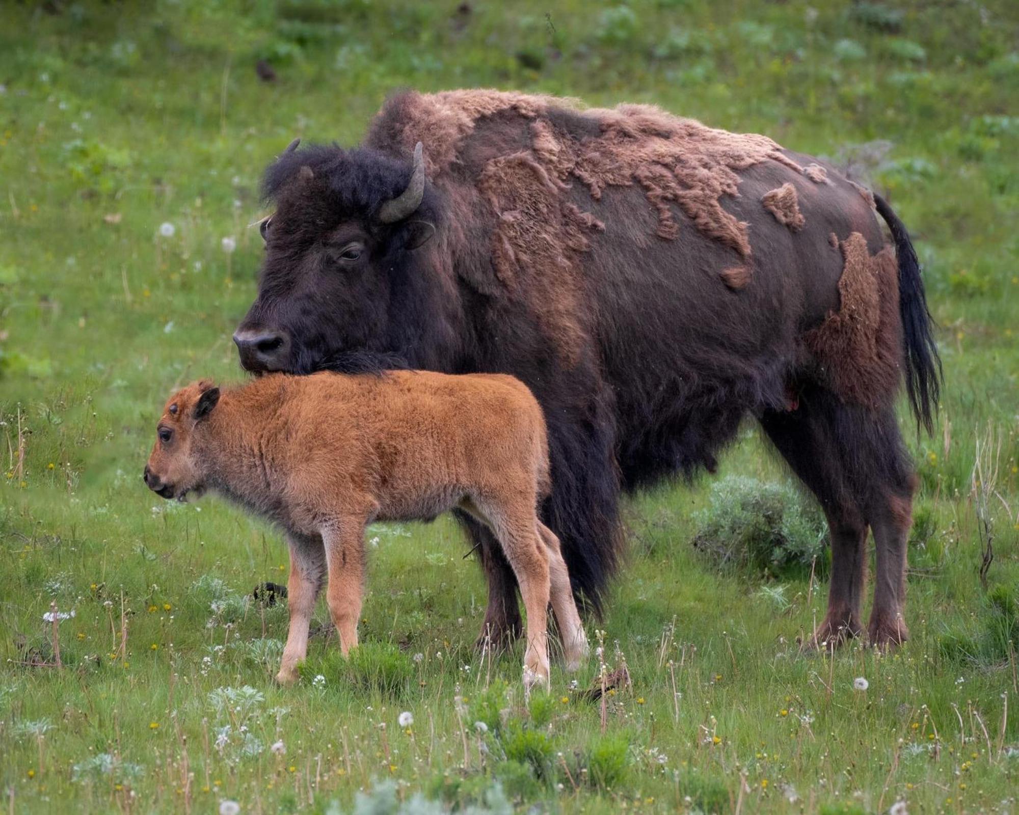 Let'S Go ! Fisherman, Families, Pools One Minute From Your Door, Comfort, Location Perfect, Amenity-Rich, Pup Friendly, Discover An Exceptional Wyoming Stay, Thermopolis River Walk Home At Hot Springs State Park, 'Where Families And Fisherman Stay' Екстериор снимка